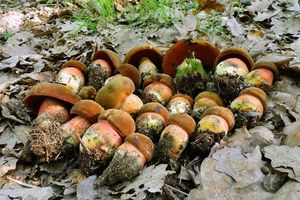 Klikni pro velký obrázek