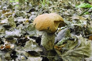 Klikni pro velký obrázek