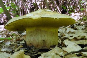 Klikni pro velký obrázek