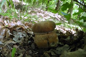 Klikni pro velký obrázek