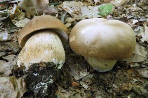 Klikni pro velký obrázek