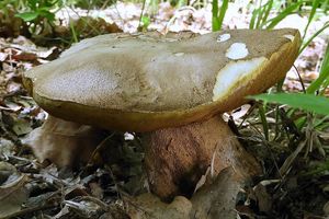 Klikni pro velký obrázek