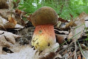 Klikni pro velký obrázek