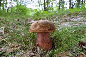 Klikni pro velký obrázek