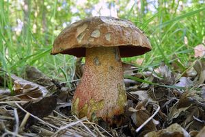 Klikni pro velký obrázek