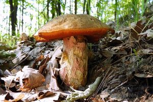 Klikni pro velký obrázek