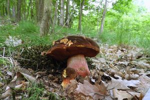 Klikni pro velký obrázek