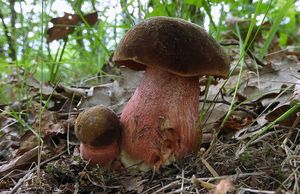 Klikni pro velký obrázek