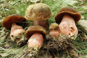 Klikni pro velký obrázek