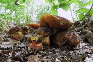 Klikni pro velký obrázek