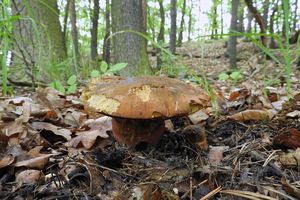 Klikni pro velký obrázek