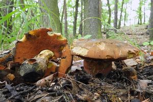 Klikni pro velký obrázek