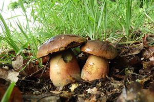 Klikni pro velký obrázek