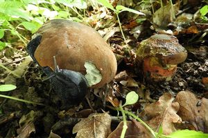 Klikni pro velký obrázek