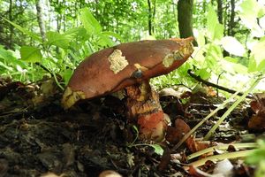 Klikni pro velký obrázek