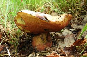 Klikni pro velký obrázek