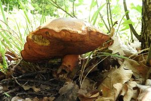 Klikni pro velký obrázek