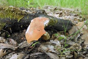 Klikni pro velký obrázek