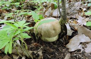 Klikni pro velký obrázek