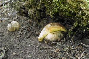 Klikni pro velký obrázek