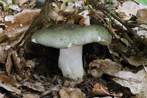 Klikni pro velký obrázek