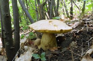 Klikni pro velký obrázek