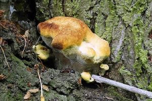 Klikni pro velký obrázek