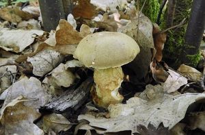 Klikni pro velký obrázek