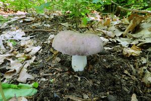 Klikni pro velký obrázek