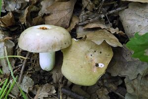 Klikni pro velký obrázek