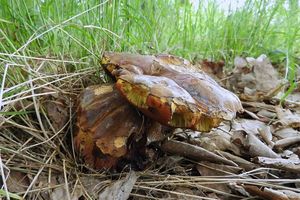 Klikni pro velký obrázek