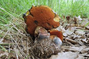 Klikni pro velký obrázek