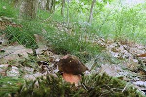 Klikni pro velký obrázek