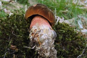 Klikni pro velký obrázek