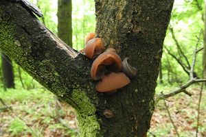 Klikni pro velký obrázek