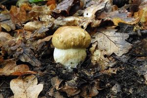 Klikni pro velký obrázek