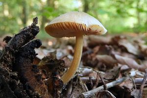 Klikni pro velký obrázek