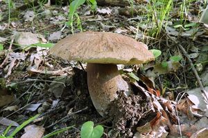 Klikni pro velký obrázek