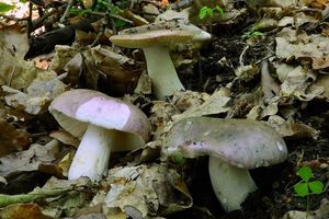 Holubinka doupňáková - Russula grisea Fr. 1838