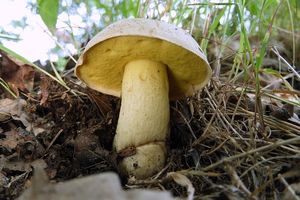 Hřib plavý - Boletus impolitus Fr. 1838