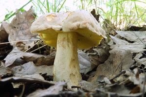 Hřib plavý - Boletus impolitus Fr. 1838