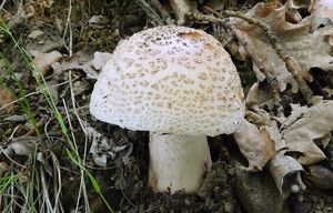 Muchomůrka růžovka - Amanita rubescens Pers. 1797