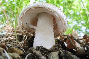 Muchomůrka růžovka - Amanita rubescens Pers. 1797