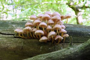 Klikni pro velký obrázek