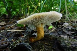 Klikni pro velký obrázek