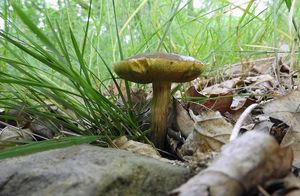 Klikni pro velký obrázek