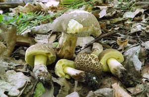 Klikni pro velký obrázek