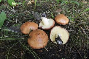 Klikni pro velký obrázek