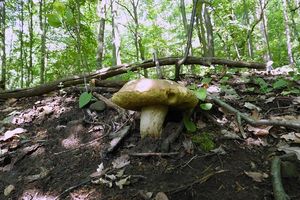 Klikni pro velký obrázek