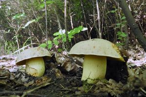 Klikni pro velký obrázek